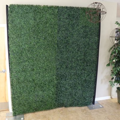 boxwood backdrop